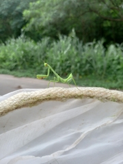 Stagmatoptera