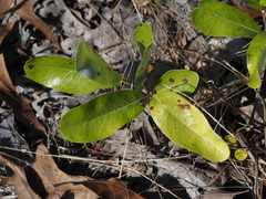 Geobalanus oblongifolius