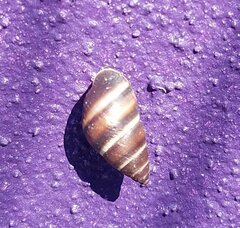 Bulimulus guadalupensis