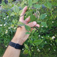 Solanum americanum