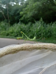 Stagmatoptera