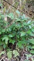 Ardisia cornudentata morrisonensis