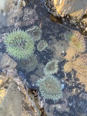 Anthopleura
