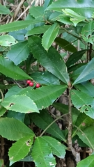 Ardisia cornudentata morrisonensis