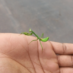 Stagmatoptera