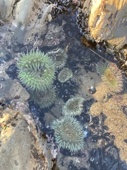 Anthopleura