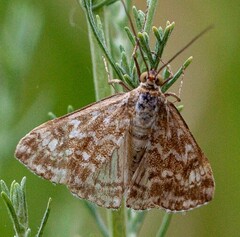Evergestis frumentalis