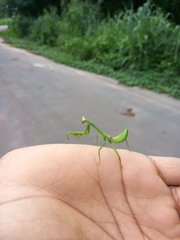 Stagmatoptera