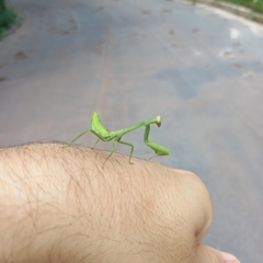 Stagmatoptera