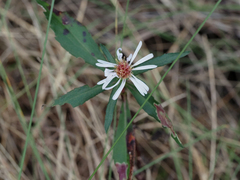 Symphyotrichum simmondsii