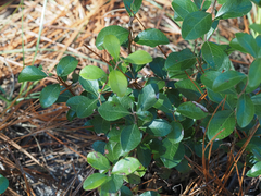 Vaccinium arboreum