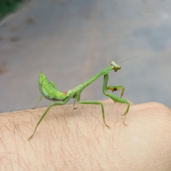 Stagmatoptera