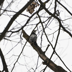 Dendrocopos leucotos