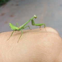 Stagmatoptera