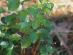 Vaccinium arboreum