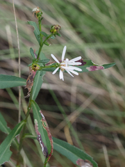 Symphyotrichum simmondsii