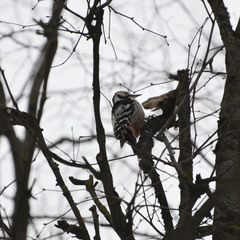 Dendrocopos leucotos