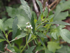 Verbesina virginica