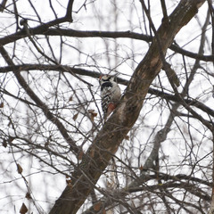 Dendrocopos leucotos