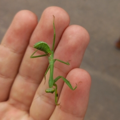 Stagmatoptera