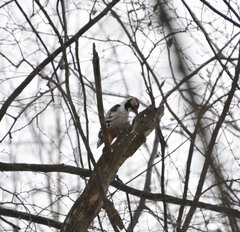 Dendrocopos leucotos