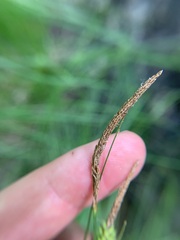 Carex stricta