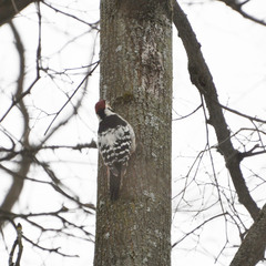 Dendrocopos leucotos