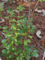 Vaccinium arboreum