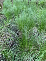 Carex stricta