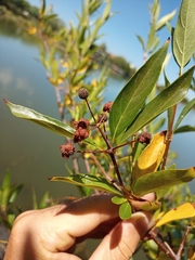 Cephalanthus glabratus