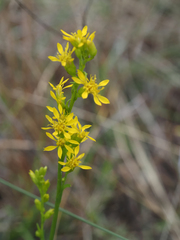 Solidago virgata