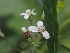 Verbesina virginica