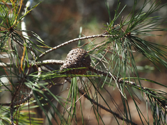 Pinus clausa