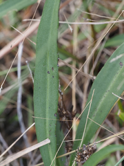 Solidago virgata