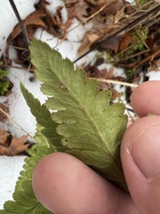 Dryopteris clintoniana