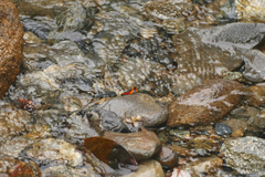 Coryptilum klugii