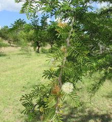 Vachellia luederitzii
