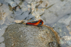 Coryptilum klugii