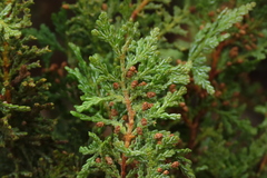Austrocedrus chilensis