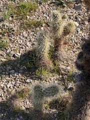 Cylindropuntia bigelovii