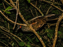 Penelope superciliaris