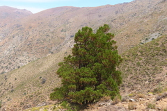 Austrocedrus chilensis