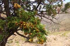 Austrocedrus chilensis
