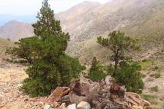 Austrocedrus chilensis