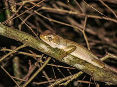 Enyalius bibronii