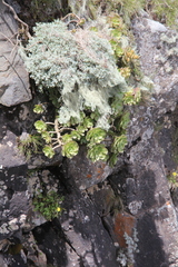 Aeonium leucoblepharum