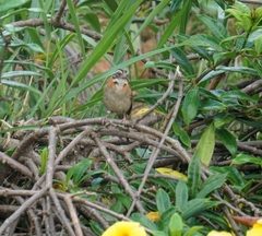 Zonotrichia capensis