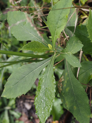 Verbesina virginica
