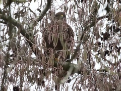 Buteo buteo