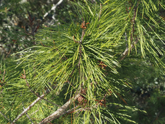 Pinus clausa
